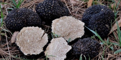 Ljetni tartuf (crni ruski tartuf): jestivost, opis i fotografija